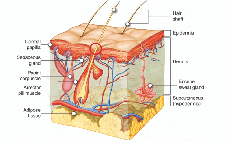 모낭 정밀 사진
