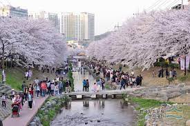 궁거랑 벚꽃축제 기본일정과 프로그램 및 초대가수 소개 (요요미 출연)
