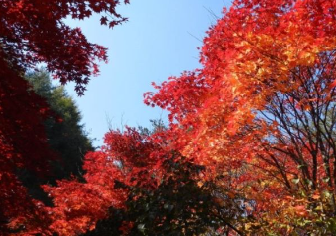 2025 속리산 단풍 절정시기 & 등산지도 ❘ 추천 등산코스 최신 업데이트