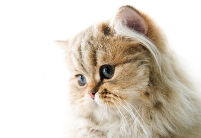 페르시아(친칠라)