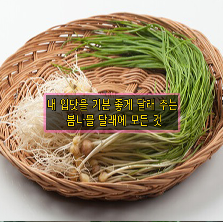 봄나물 달래에 모든 것 관련 이미지