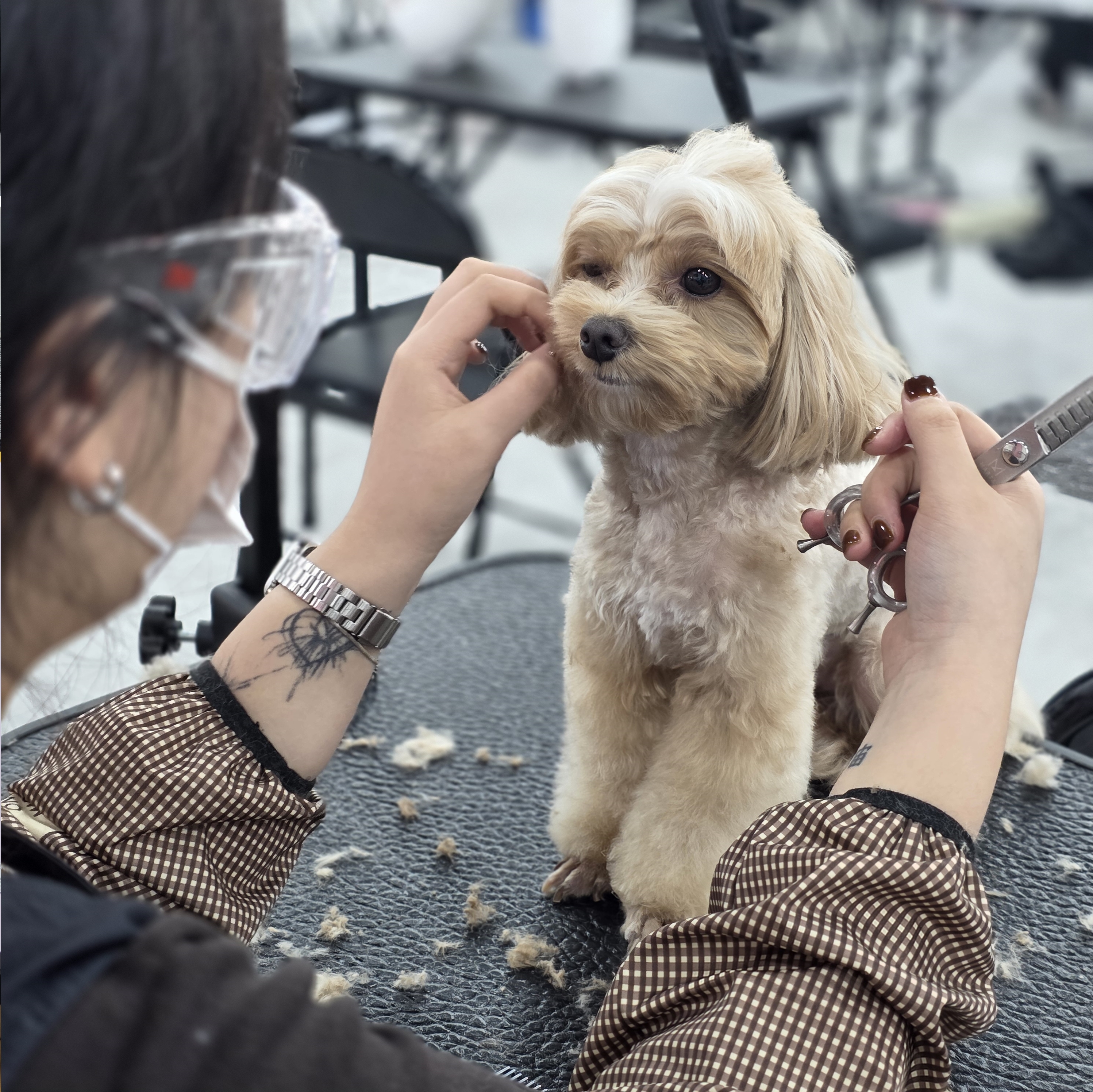 광진구애견미용국비지원