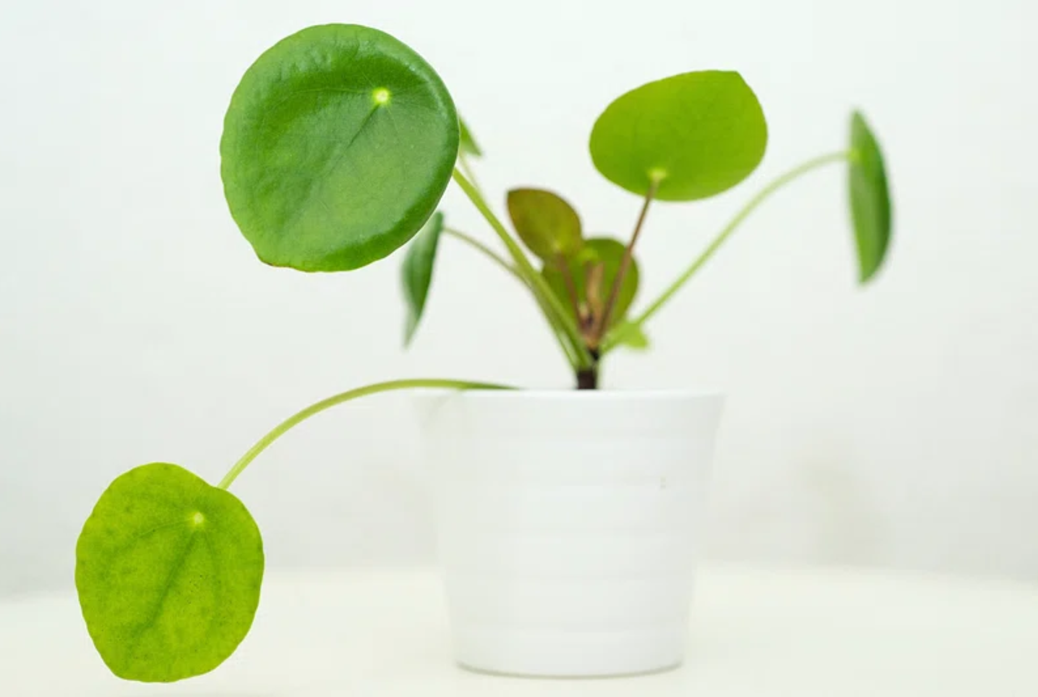 하얀 화분에 심어진 둥근 잎의 페로페틸라 피코티니 식물 모습