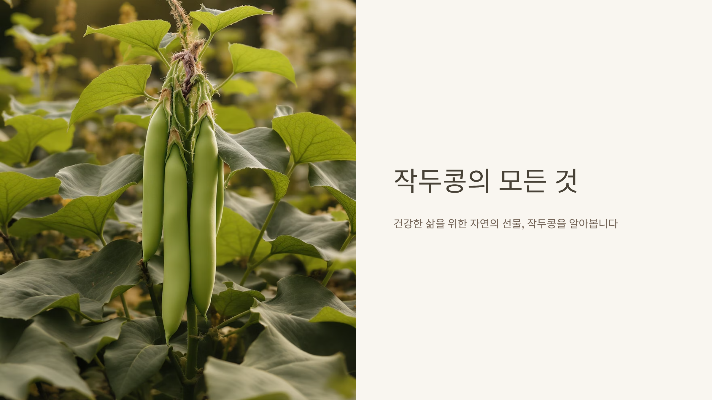 작두콩 효능과 부작용 완벽정리