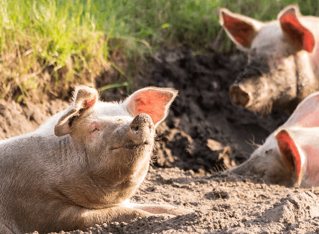 돼지꿈해몽 풀이