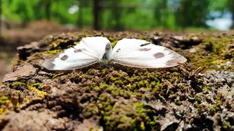 하얀 나비 꿈 해몽
