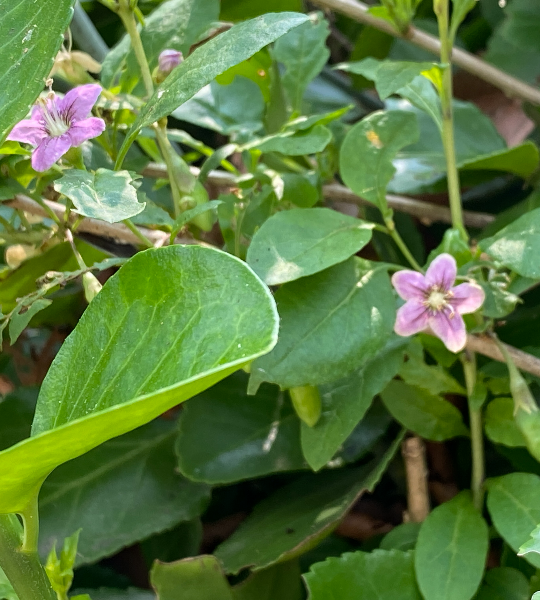 구기자나무 꽃2