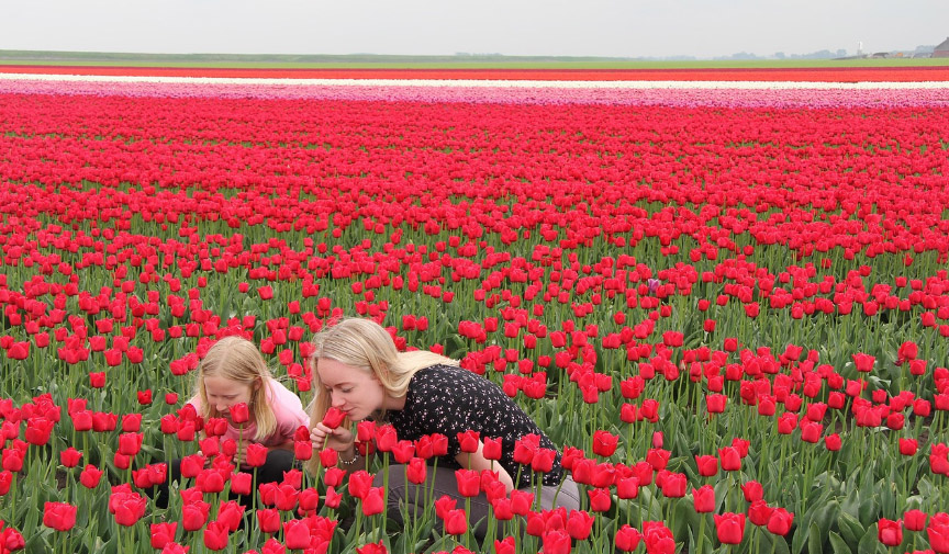 쾨켄호프 튤립정원 사진