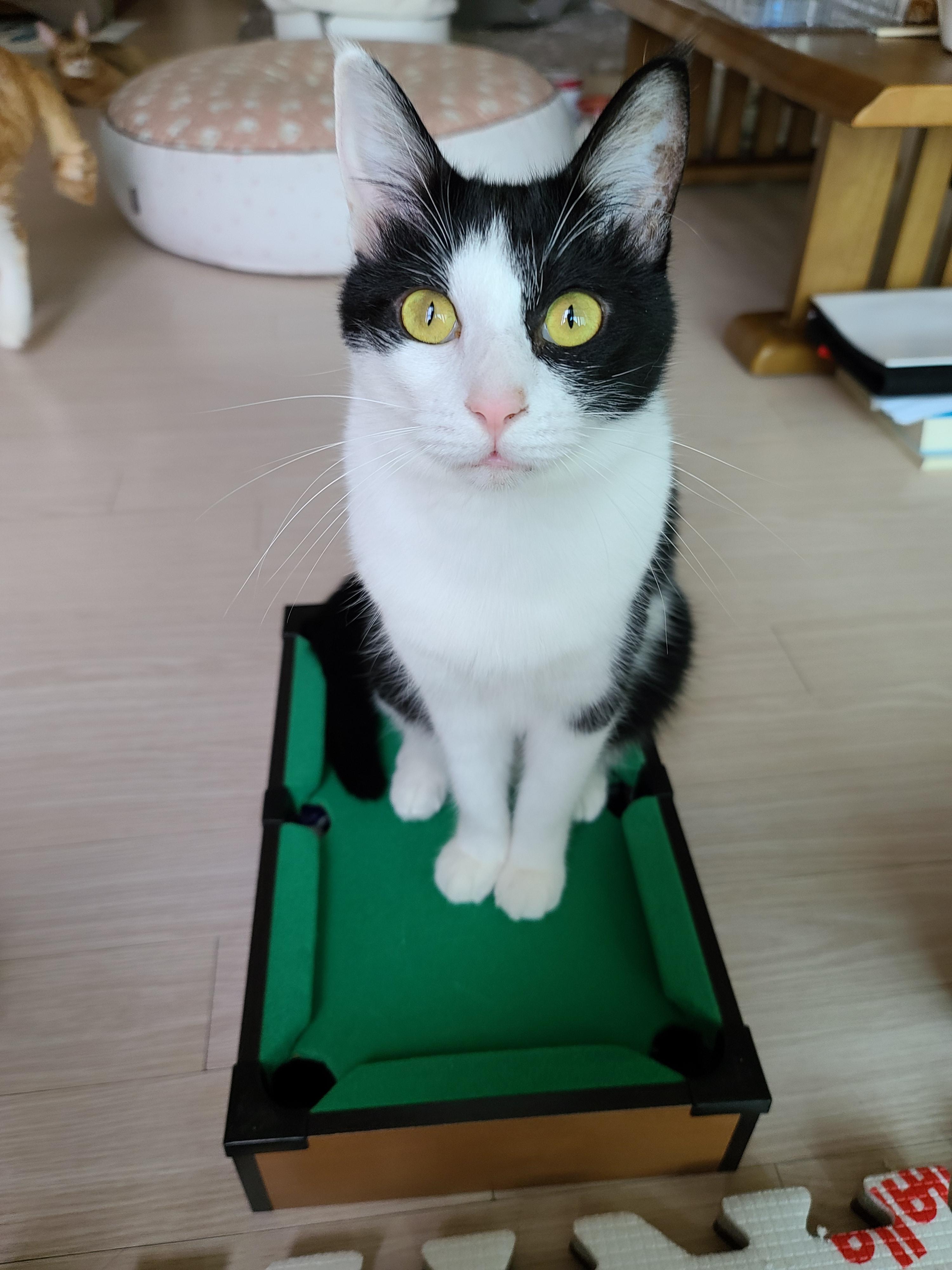 고양이 미니당구