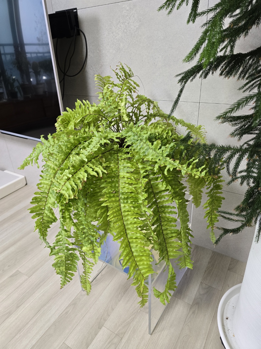 현재 매우 거대해진 무늬몬스테라