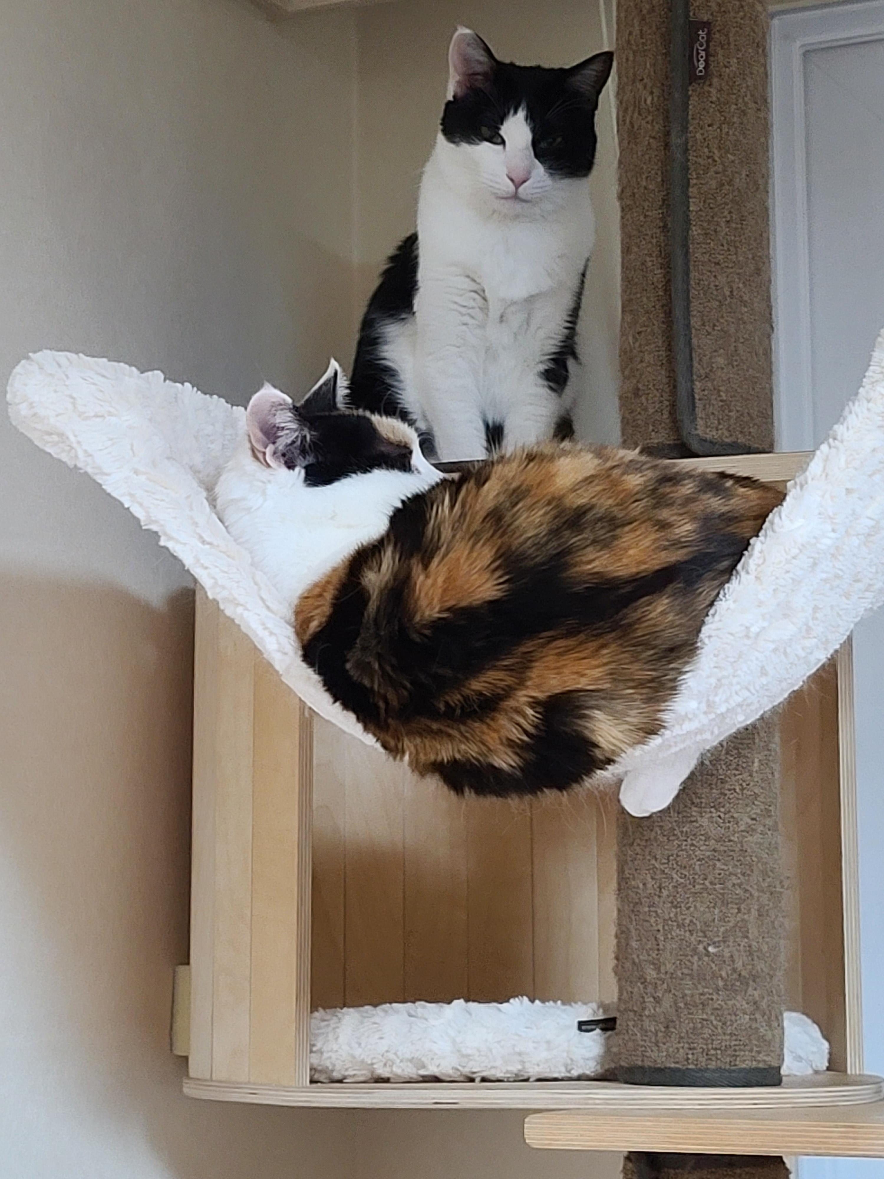 4월에도 전기장판 찜질하는 고양이. 이유는?! 너무 귀여운 잔망스러운 삼색이 고양이.