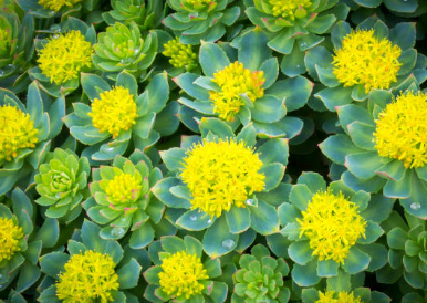 피로회복에 좋은 홍경천 추출물