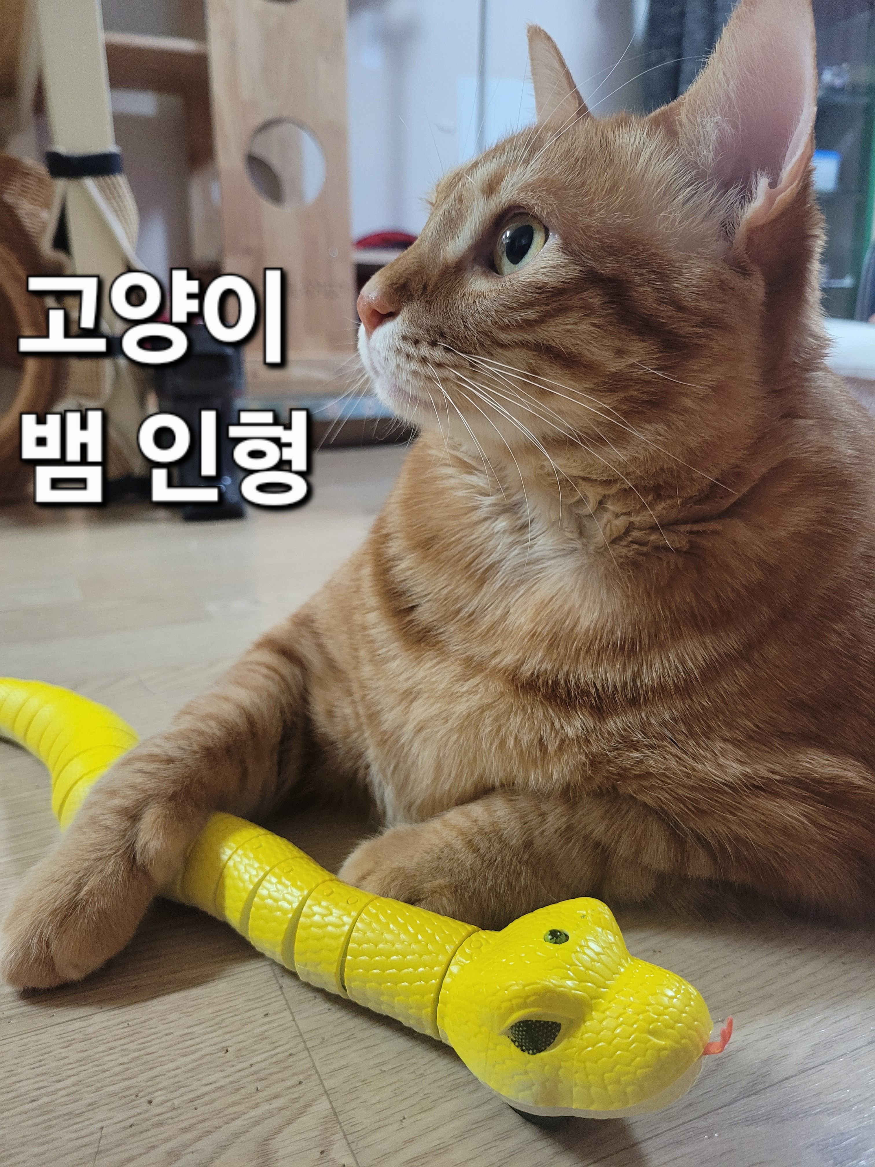 고양이 장난감2