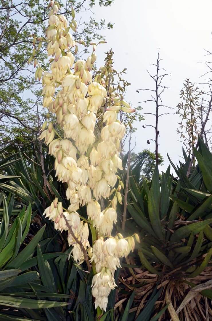 용설란 꽃이 흐드러지게 피어있다