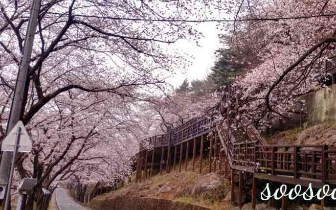 벚꽃축제,벚꽃길/ 벗꽃터널 4월 커플드라이브코스 추천