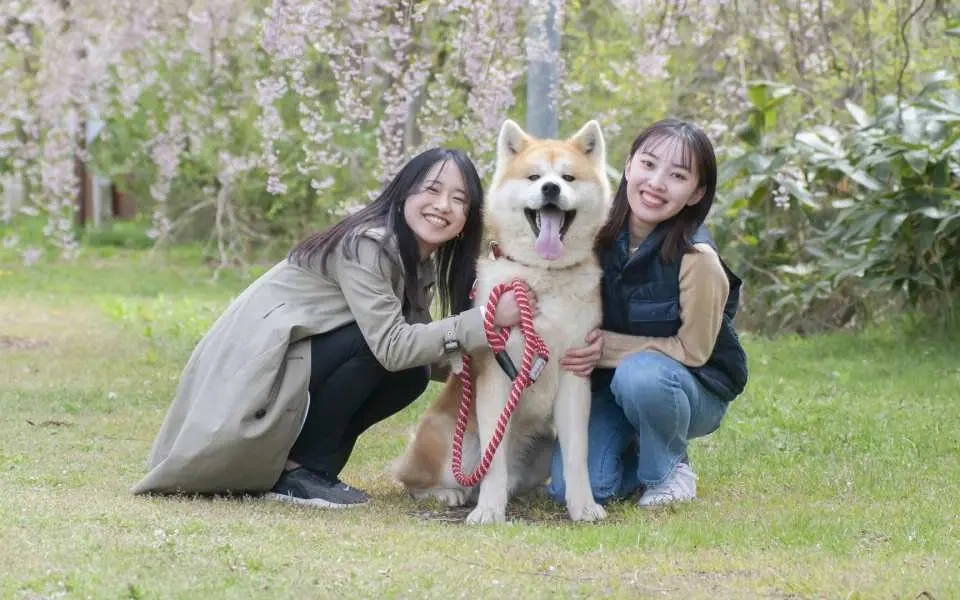 계절별 환경에서 강아지가 산책하는 모습, 날씨에 따른 여행 이미지