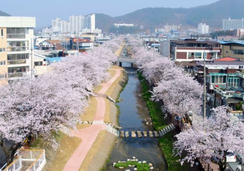문경 벚꽃