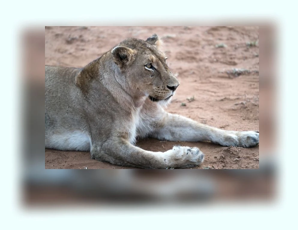 고양이 심장사상충 예방_3_subsection