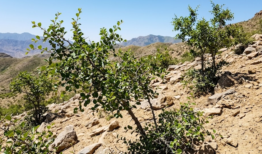 산조인(Ziziphus jujuba var. spinosa)