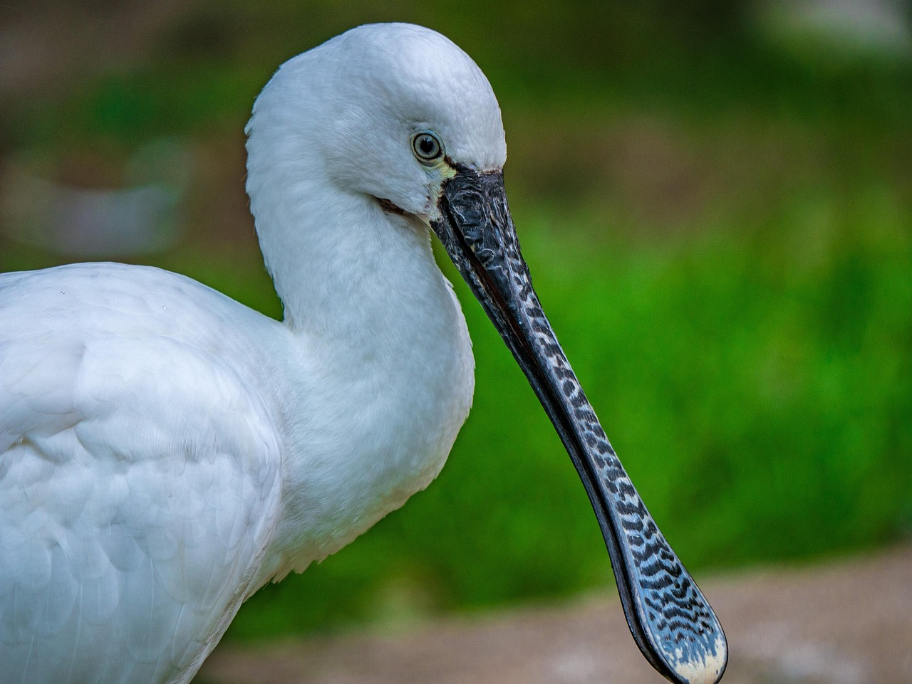 저어새, 갯벌을 지키는 하얀 날개의 외침|람사르 등록 멸종위기종 이야기
