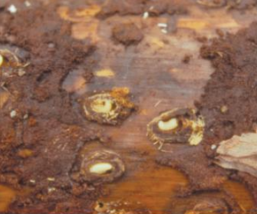 흰점박이바구미