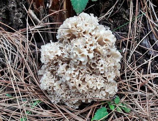 꽃송이버섯,눈꽃송이버섯,꽃송이버섯효능,꽃송이버섯가격,자연산꽃송이버섯