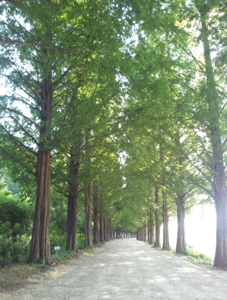 메타세쿼이아 가로수 실 사진