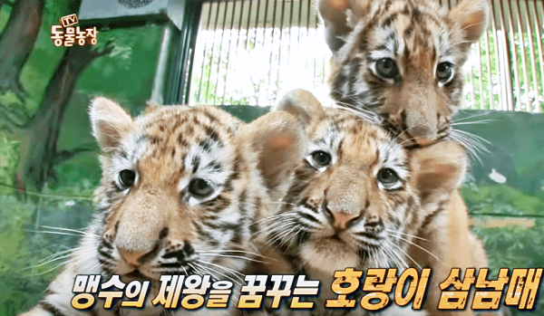 호랑이 꿈