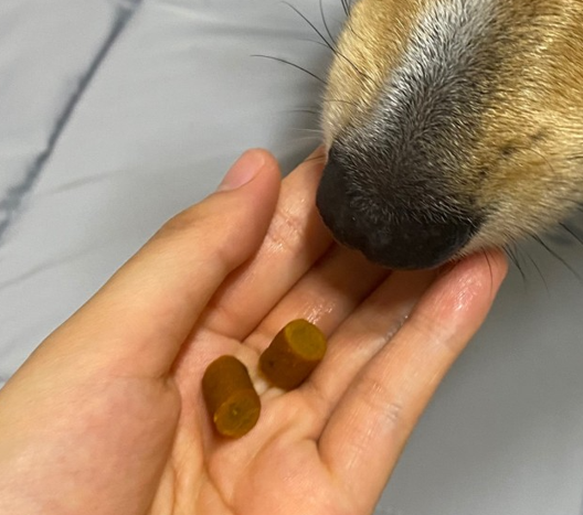 강아지 눈이 침침? 시력 테스트 5가지 및 저하 신호