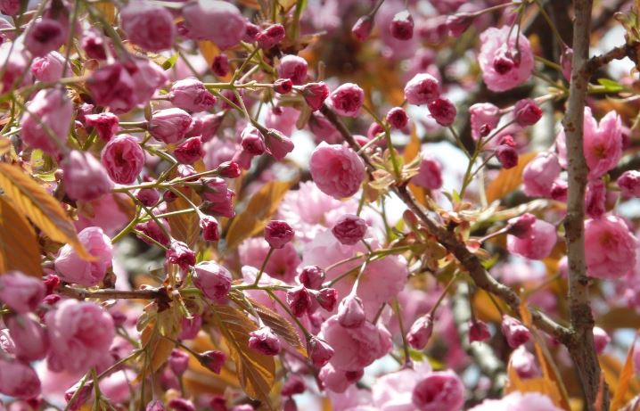 2024년 일본 벚꽃 절정시기, 커플을 위한 로맨틱 벚꽃 여행 코스 & 데이트 명소 추천