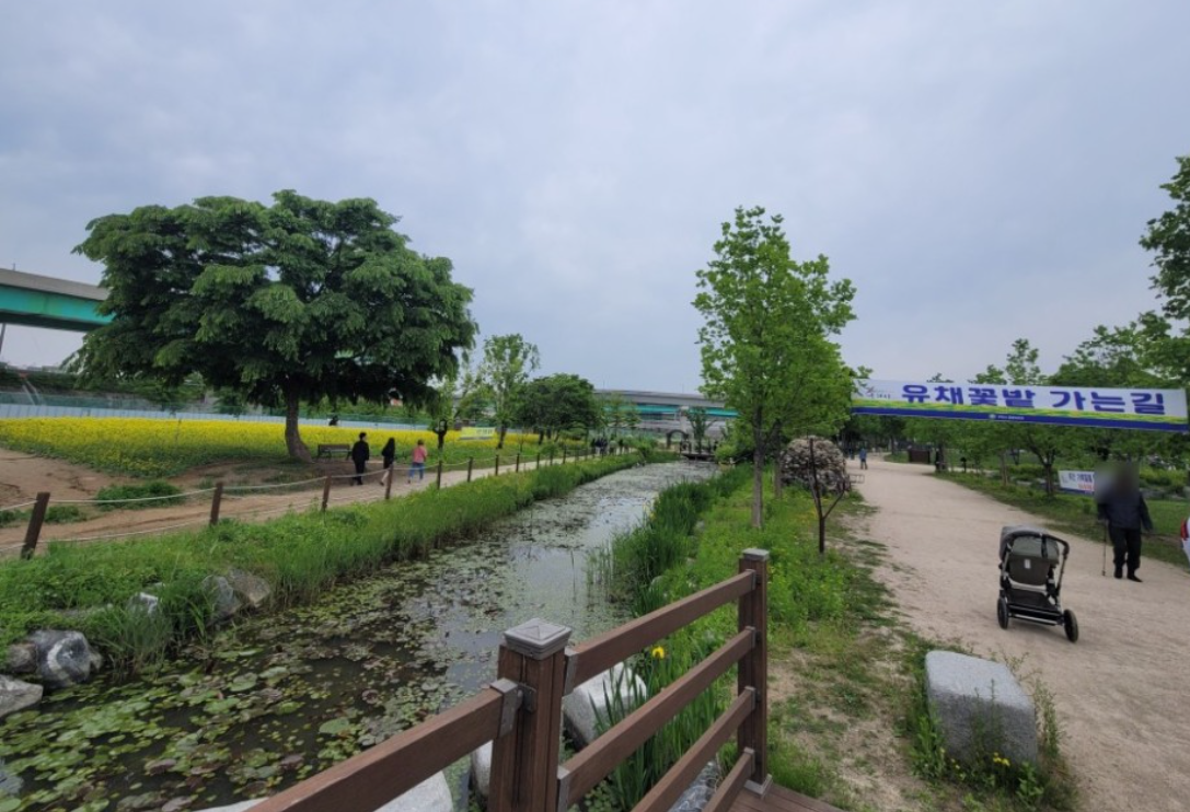 2023.구리 유채꽃축제.유채꽃 한강예술제.유채꽃 개화현황.주차