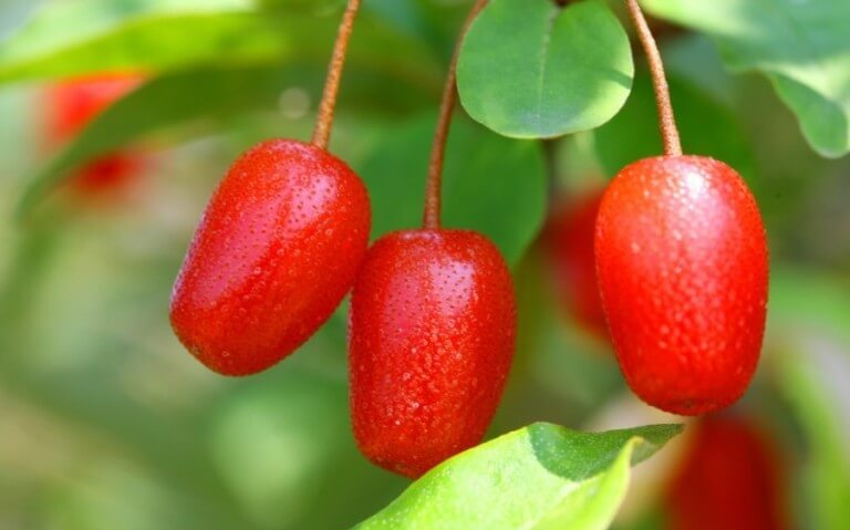보리수 효능 10가지 및 부작용 및 주의사항