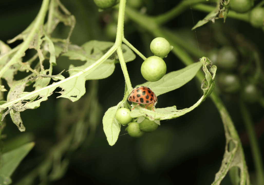큰이십팔점박이무당벌레