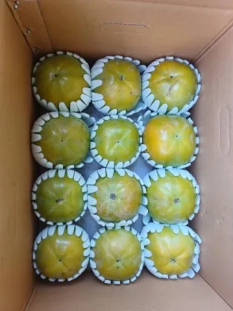 태추단감 이란 아직도 그냥 단감이라고 생각하세요 feat 일반 단감과 완벽 비교 분석으로_20