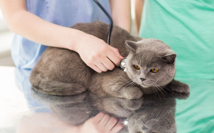 병원과 고양이.