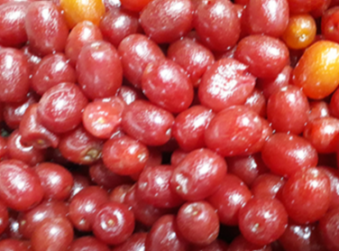 보리수 열매 효능