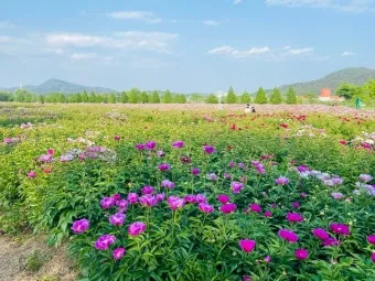 핫들생태공원 합천 산청 진달래축제_6