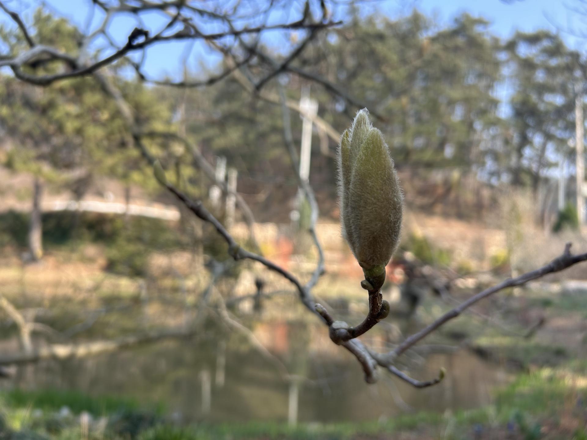 태안 천리포 수목원 목련축제 2025 주차 맛집 꿀팁 총정리