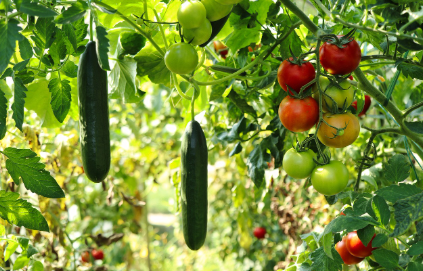 6월 텃밭 작물 추천 오이