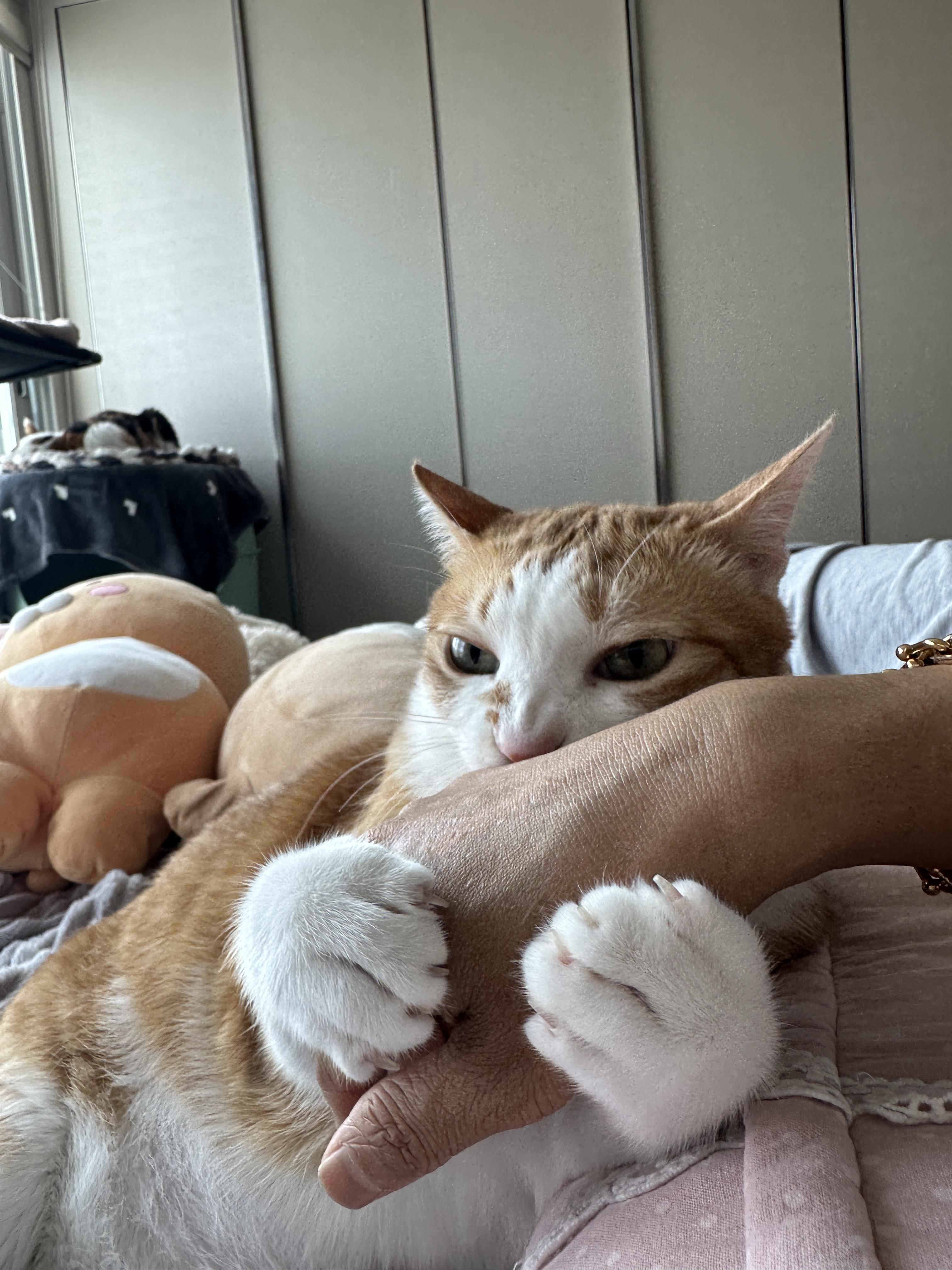 엄마_손을_움켜쥐고_물고_있는_호야_2