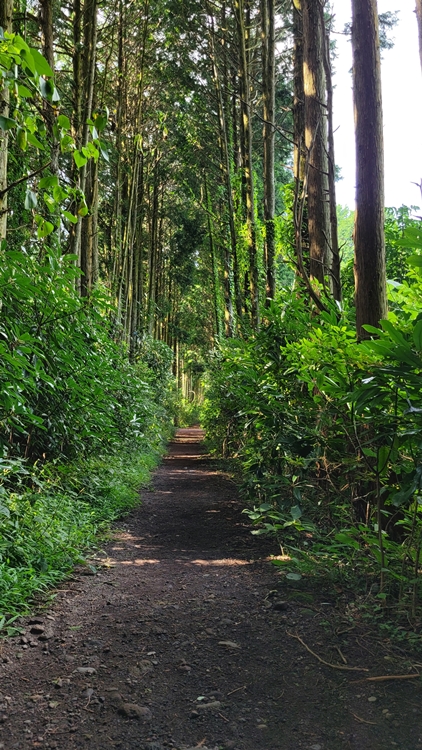 제주-가족여행-코스-마음디톡스-비밀의 숲-휴양림