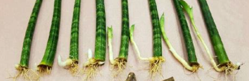 스투키 키우는 방법2