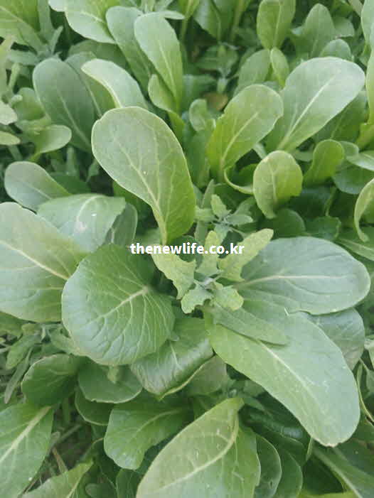 유채 나물 효능 피로 해소 비타민 C