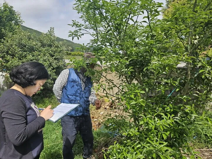 유자 재배 겨울 보온 방풍막 설치 염해 예방_6