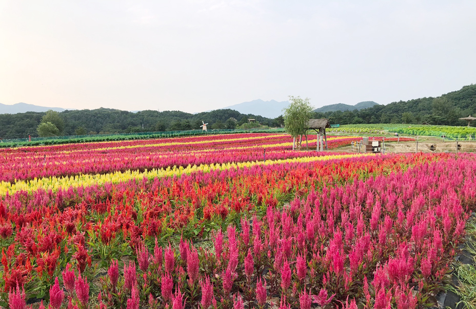 철원 고석정 꽃축제