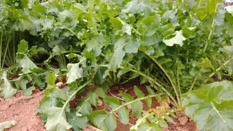 시래기용 무 재배 잎 관리 병해 줄이기 건조 보관_12