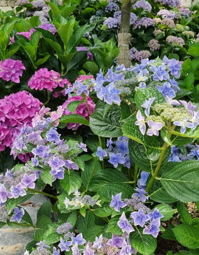 2024 신안 도초도 수국축제 입장료 할인 가는 길 배편