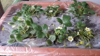 딸기 키우기 물주기 수경재배 비료관리 햇빛배치 실내 재배 팁_12