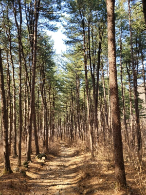 호명산 잣나무길