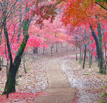 2024 유명한 산 단풍 시기